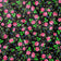 Tessuto di cotone - Highland Flowers Black II